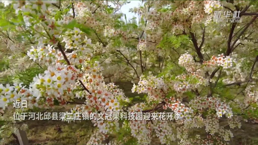 文冠花開引客來