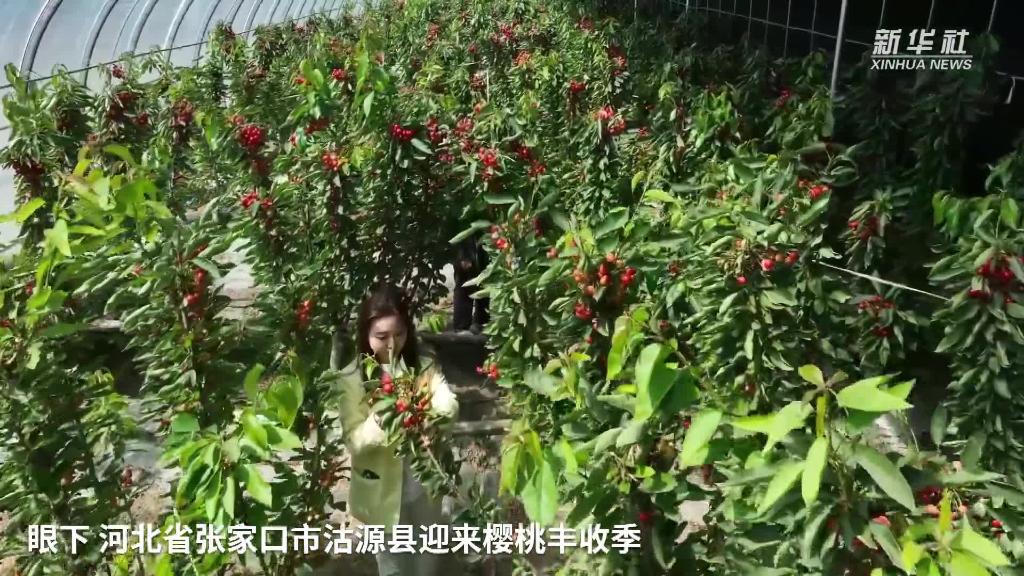 小櫻桃結出"致富果"